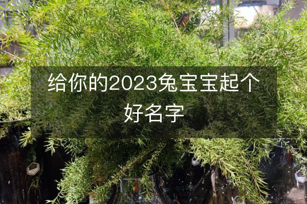 给你的2023兔宝宝起个好名字