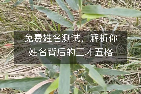 免费姓名测试，解析你姓名背后的三才五格