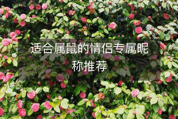 适合属鼠的情侣专属昵称推荐