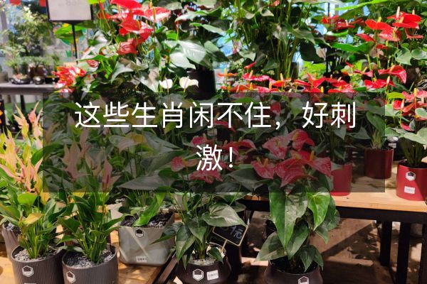 这些生肖闲不住，好刺激！